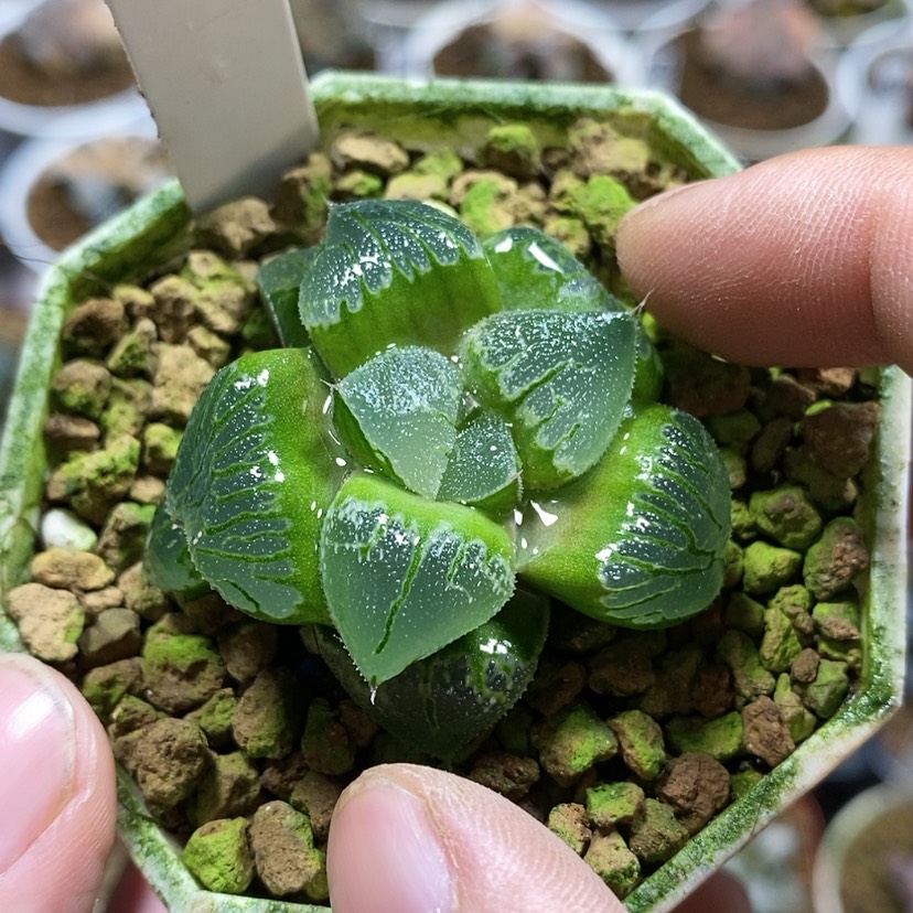 【闪购商品】208实生