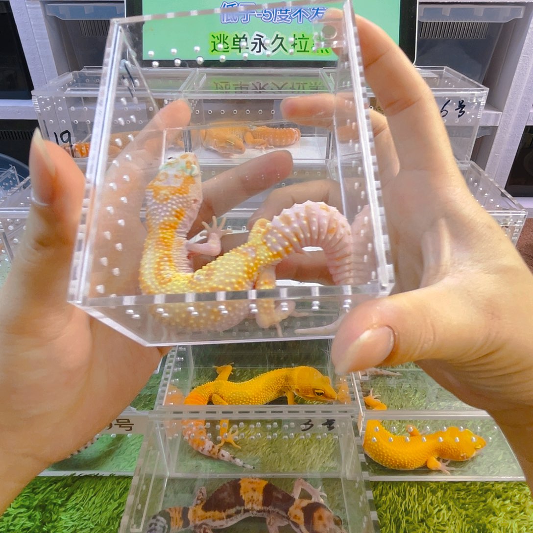 豹纹守宫守宫可爱好看迷人