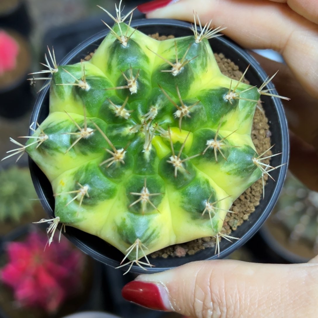 泰系侧芽，带盆土发货