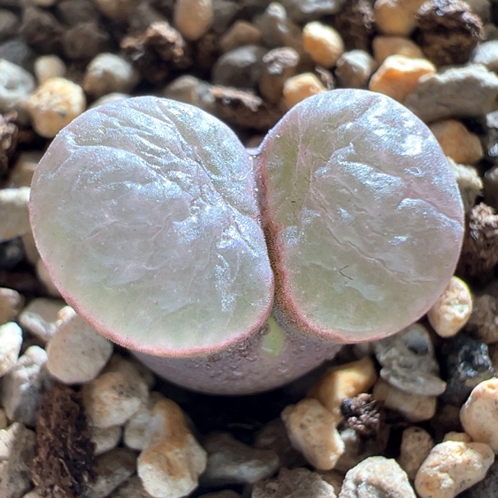 722。优选超大翻窗磁铁。 