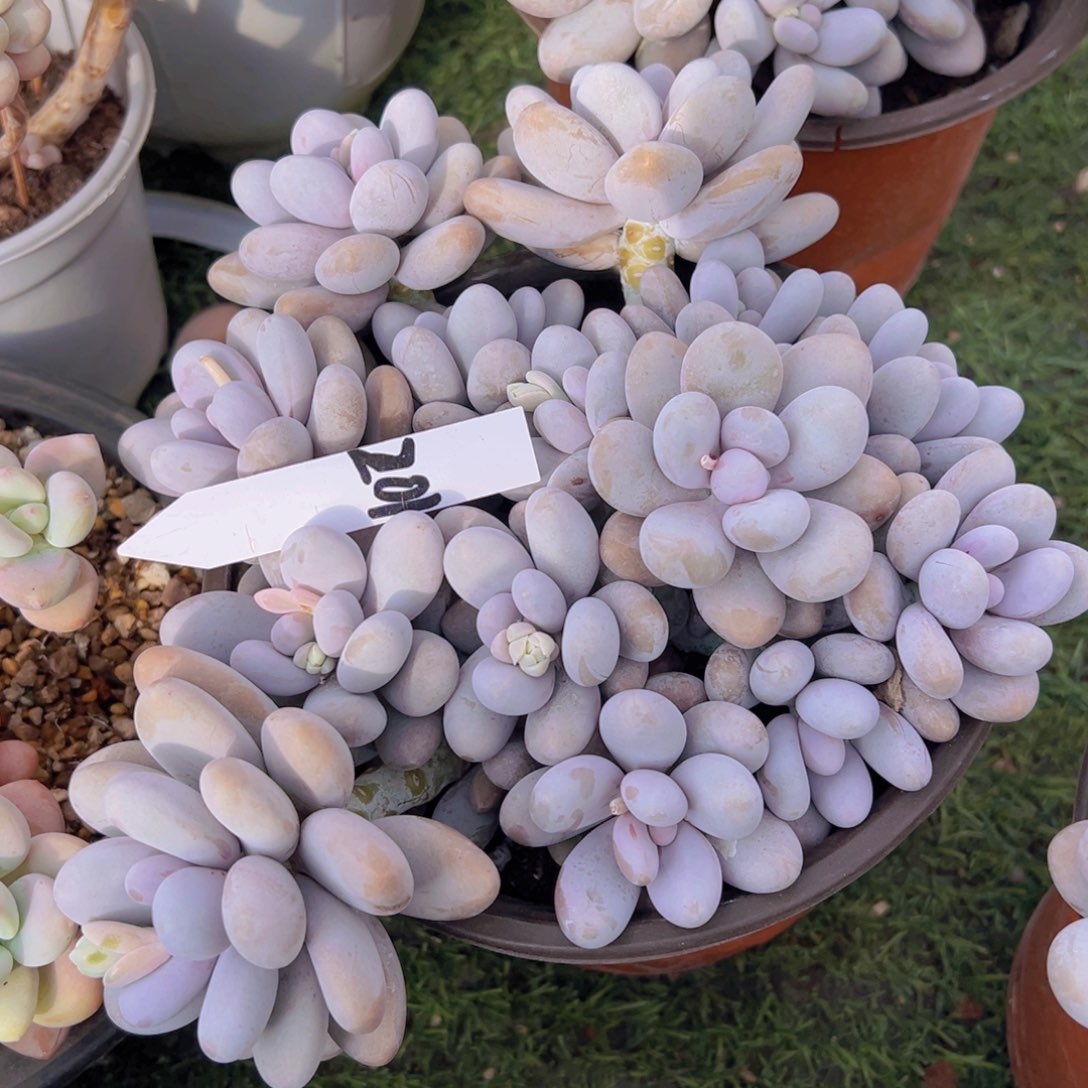 香玉的故事是一个人的故事吗我