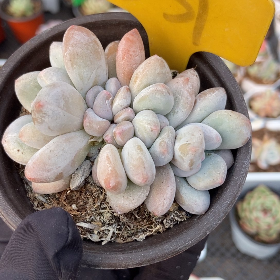 531香水多肉植物保护