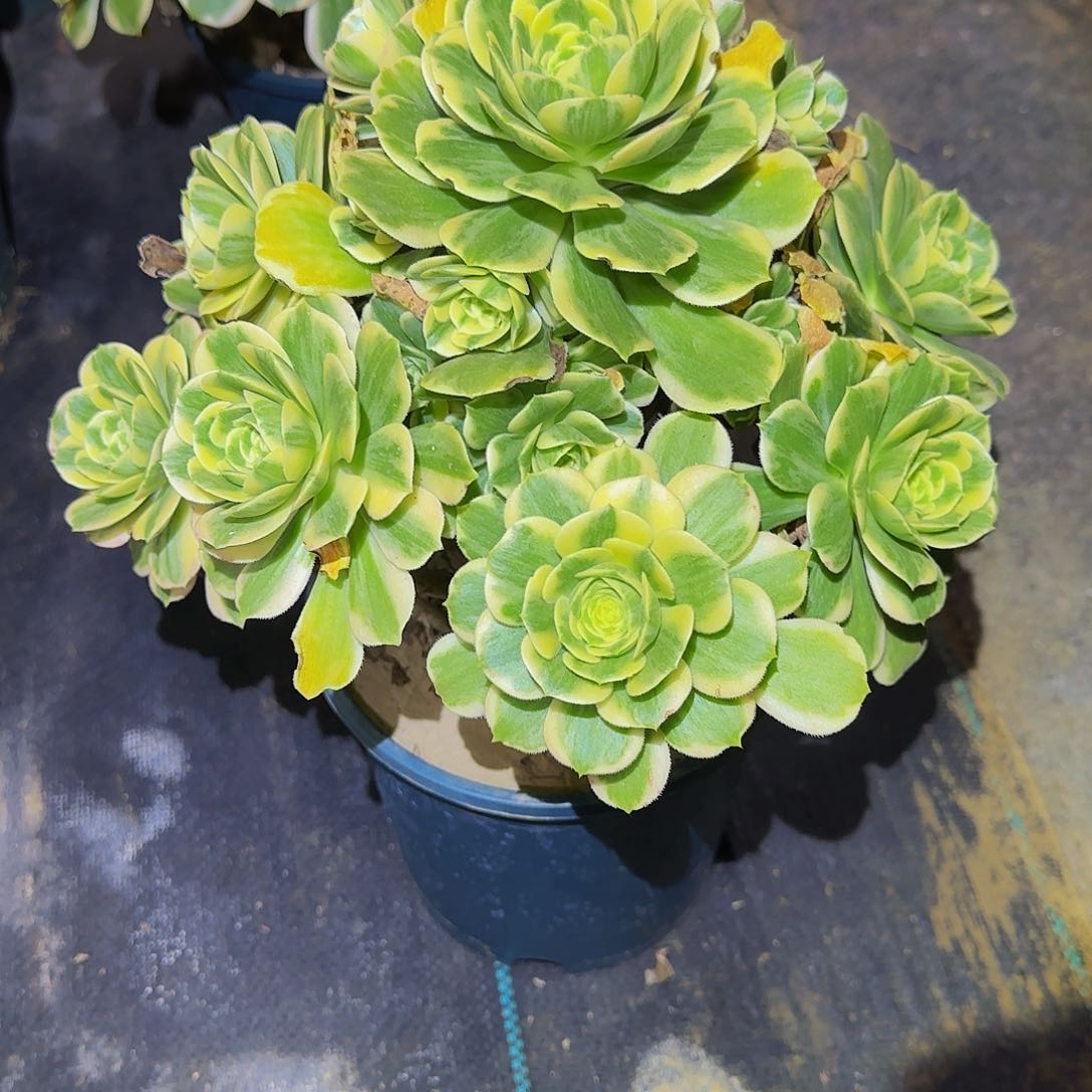 多肉植物迈巴赫老庄