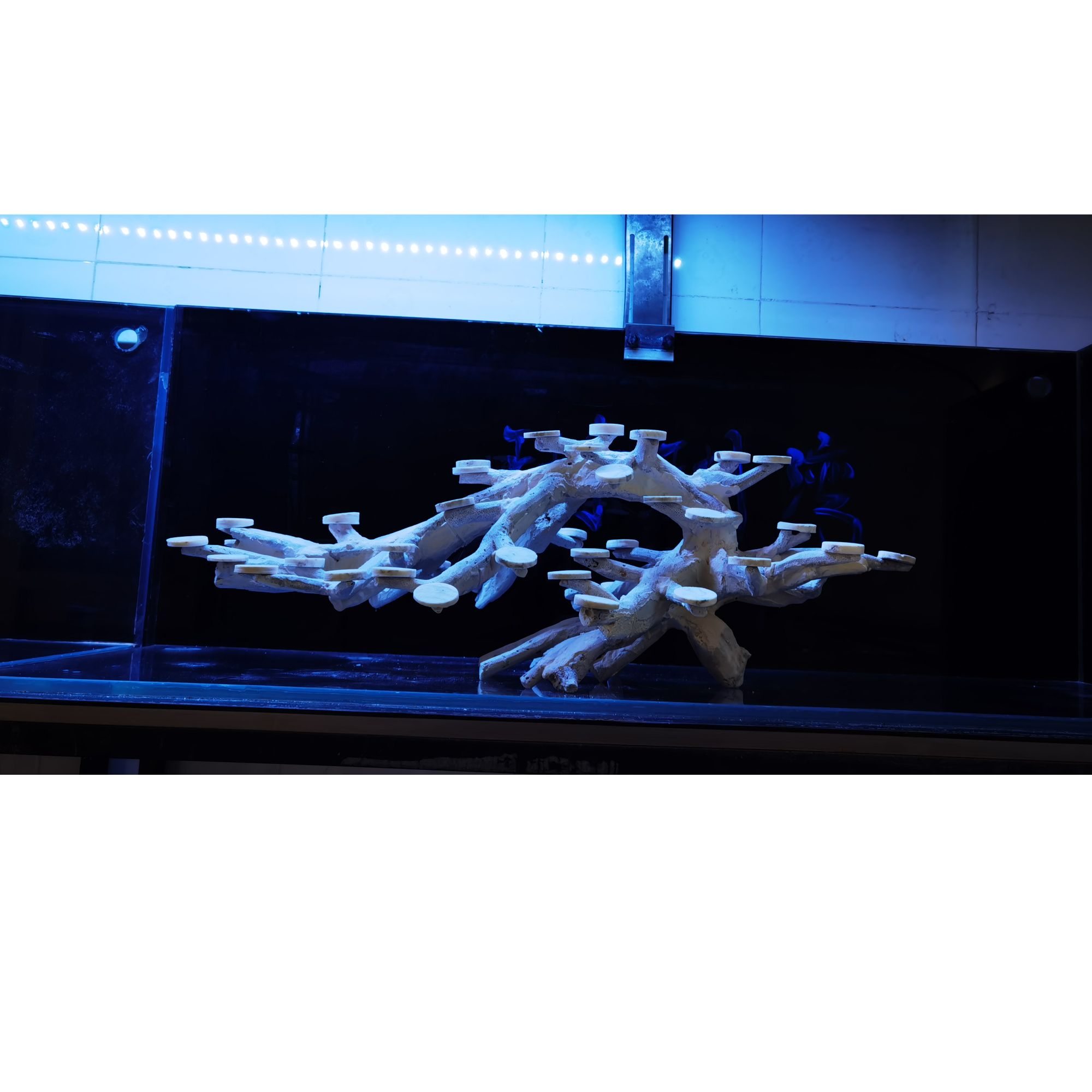 120海缸造景  死石枝状屏风造景  免瀑藻