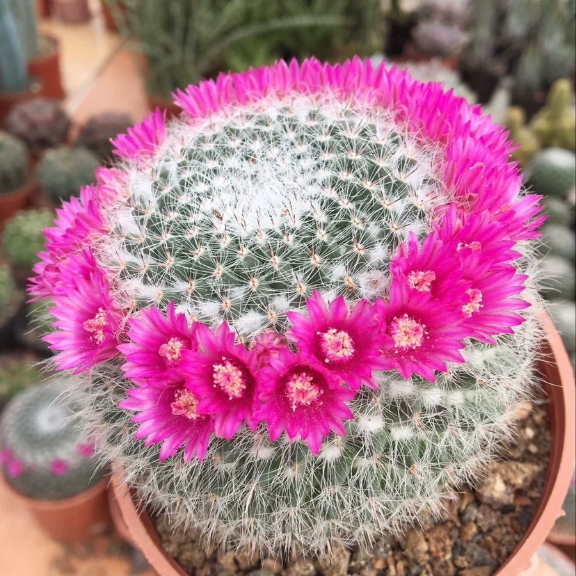 通一一一一一一多肉植物仙人球景天老桩法师肉锥鲜花绿植陶瓷花盆
