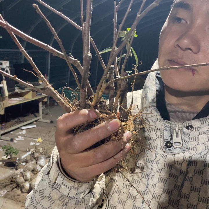 越之辉海棠花一颗