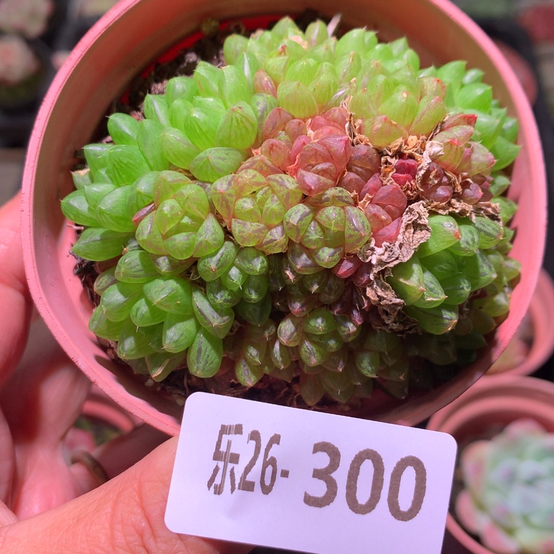 乐然26-300 草玉露 