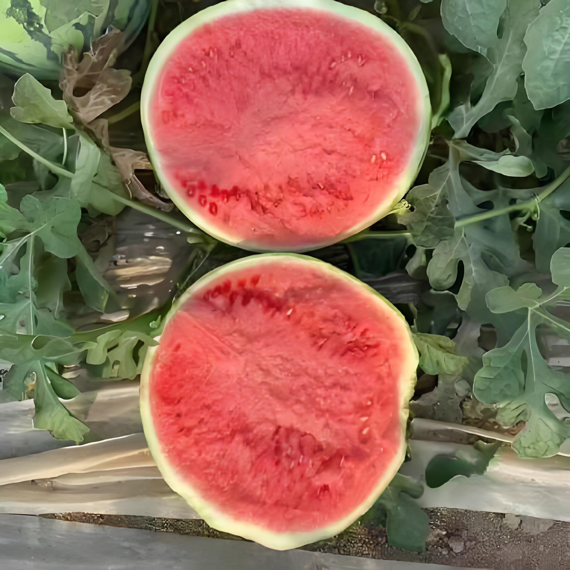 新鲜云南美都麒麟西瓜6/8/10斤西瓜同城送云南省