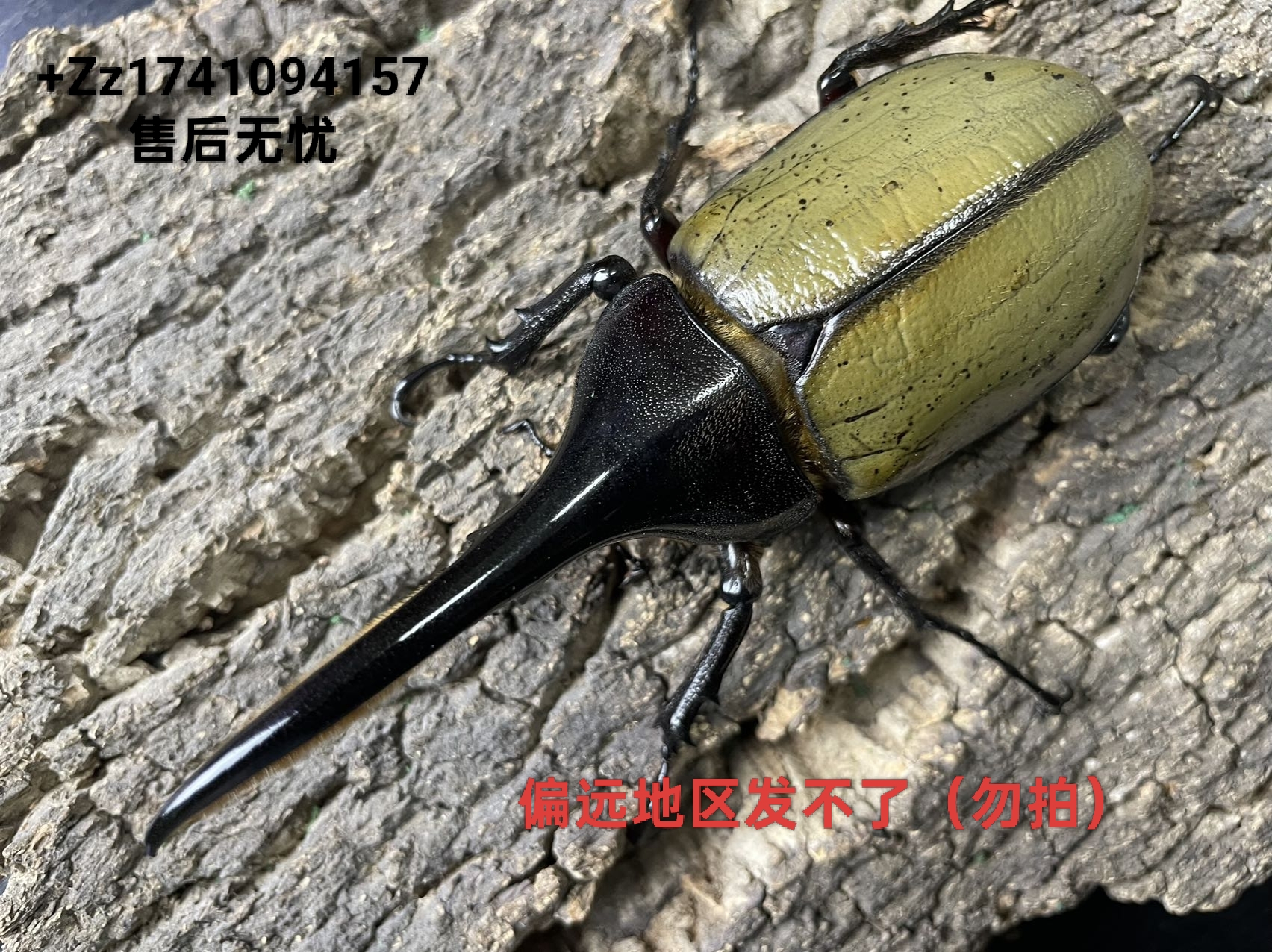 长戟大兜成体80-90mm（特价专场）赠送攀爬网和果冻台一个