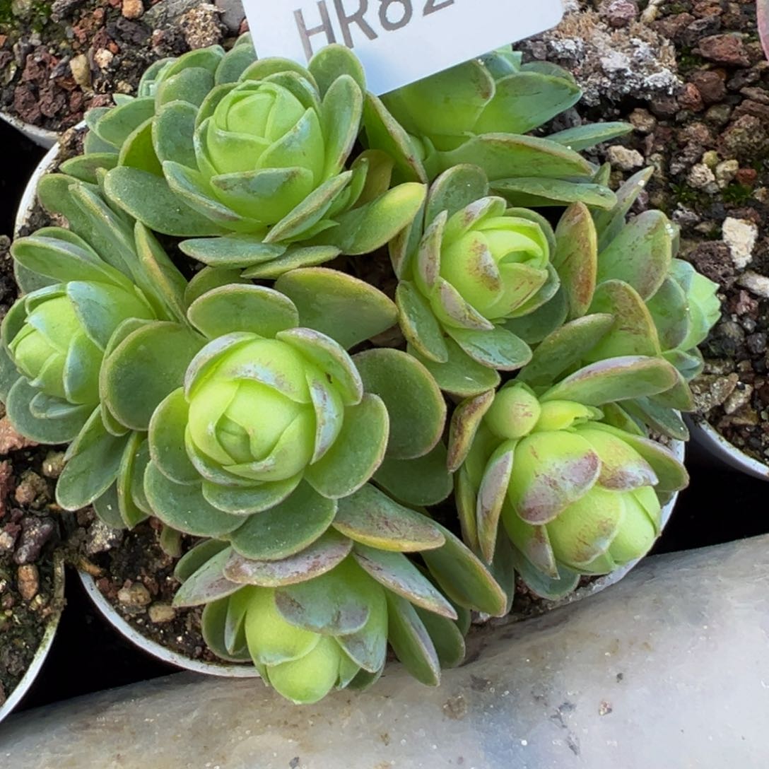 HR823不知名群捡漏