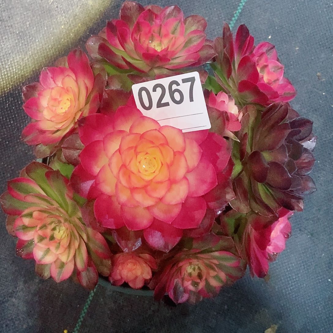 红陶0267荔枝阴阳4冠服18.20