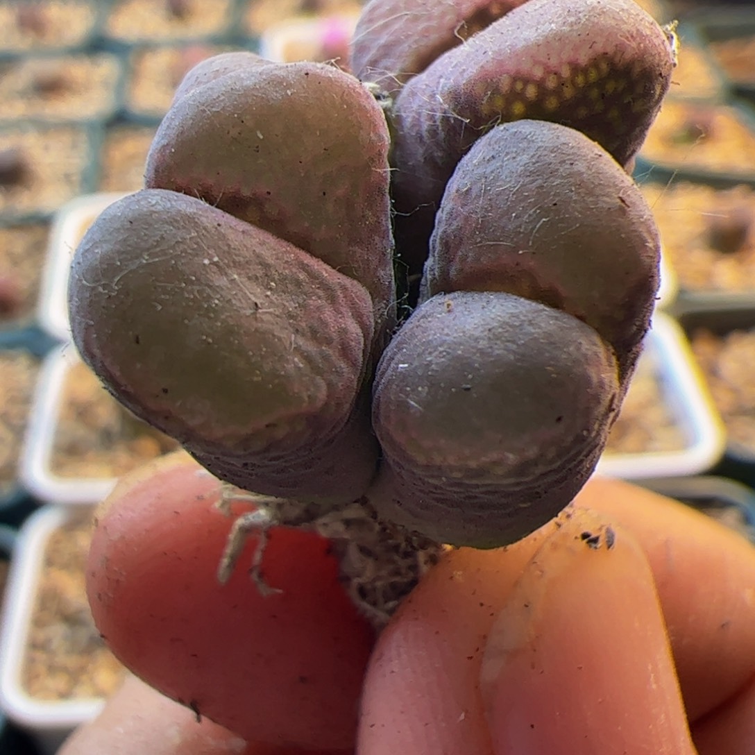 四头群生红风铃玉 001