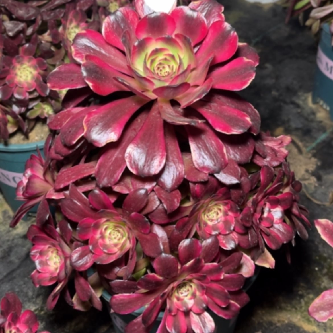 【闪购商品】136美肌多肉法师