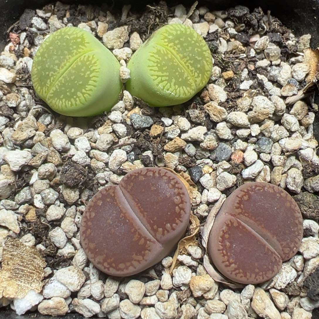 【闪购商品】 790。     