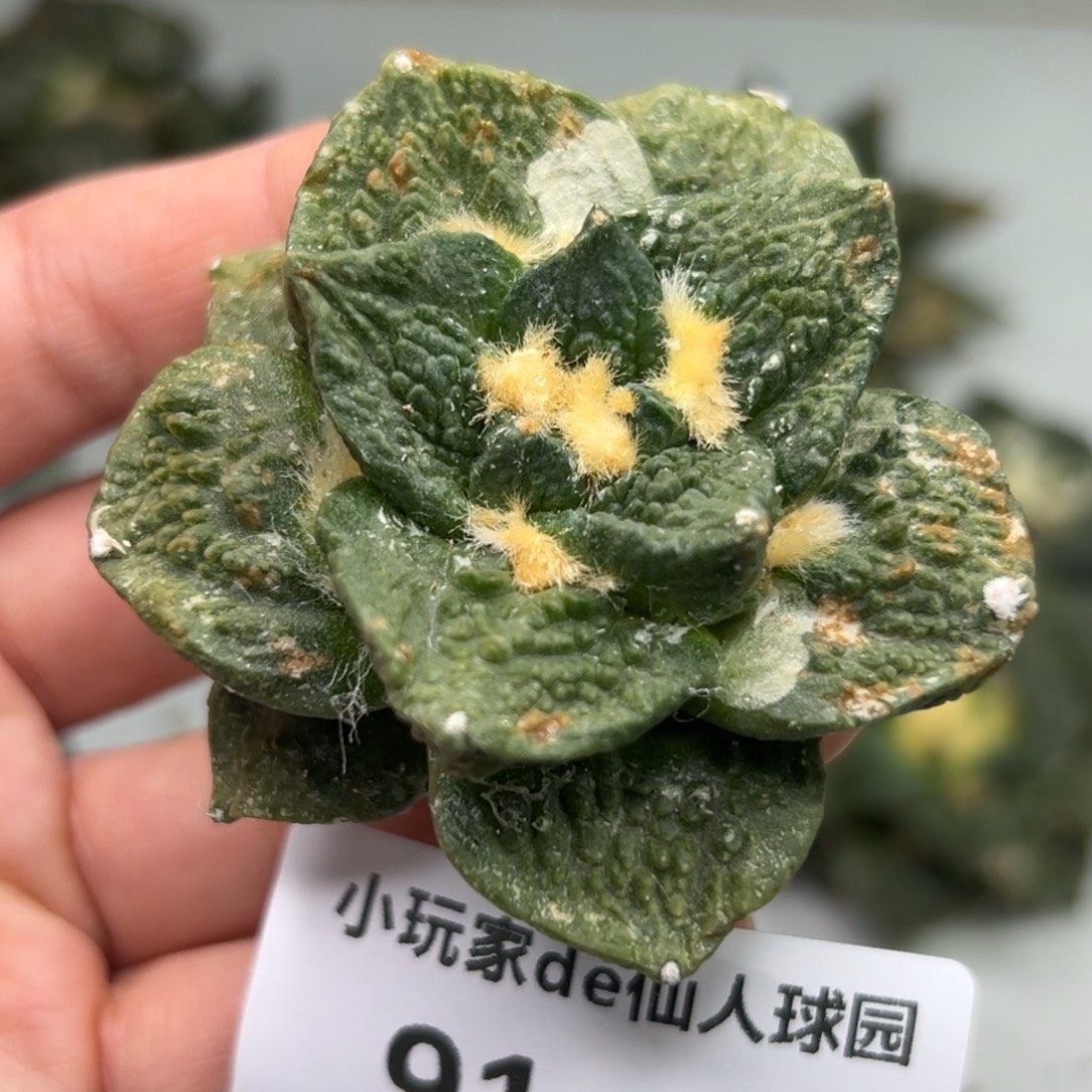 91 仙人球的比赛将