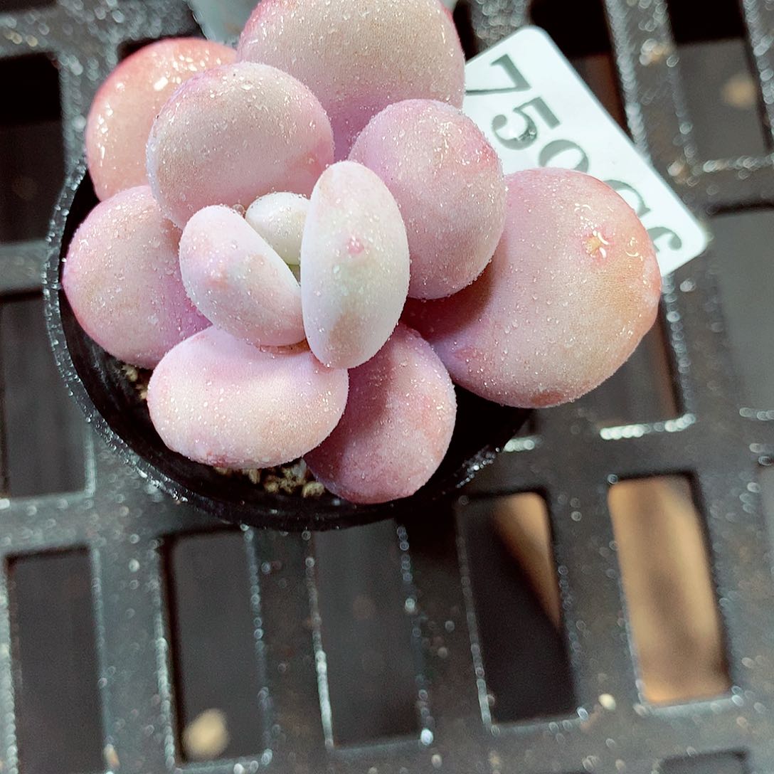 5厘米盆精控多肉750