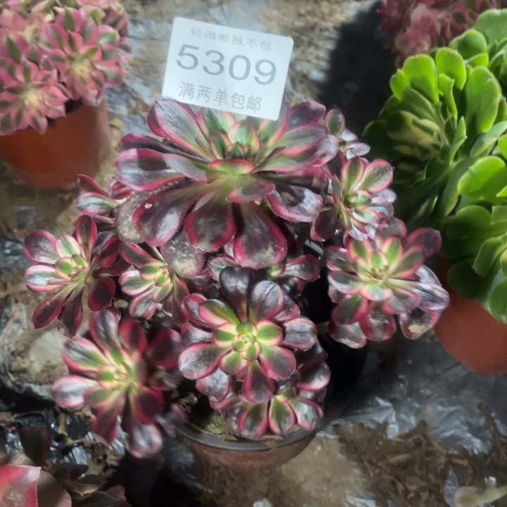 5309香奈的人多肉的