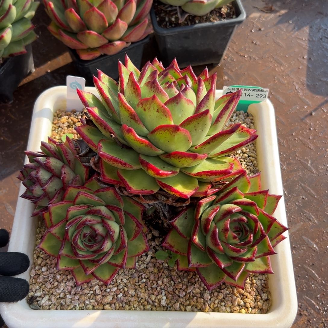 多肉精选编号0114.293