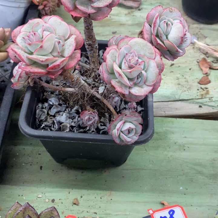 一物一拍多肉克罗地亚12公分50