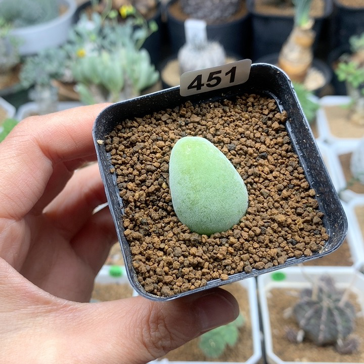 肉锥宝辉玉1.9cm带盆