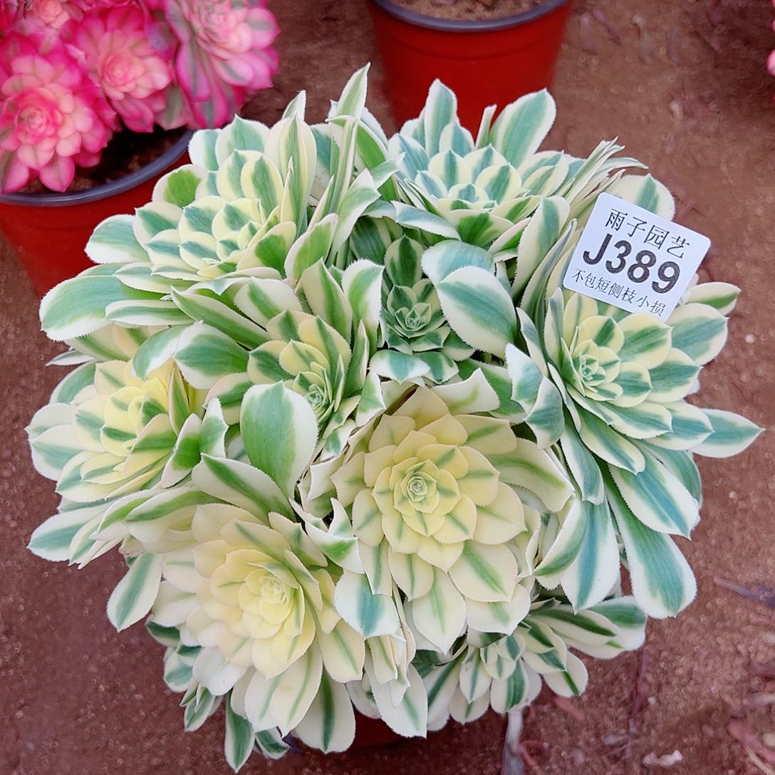 389迈巴赫尺寸25左右