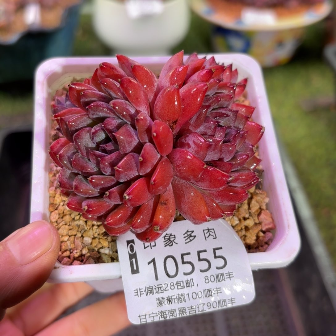 多肉植物10555gcfh