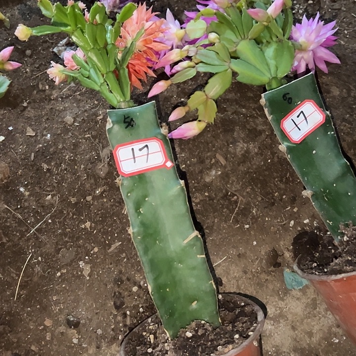 ，17号带盆050.060