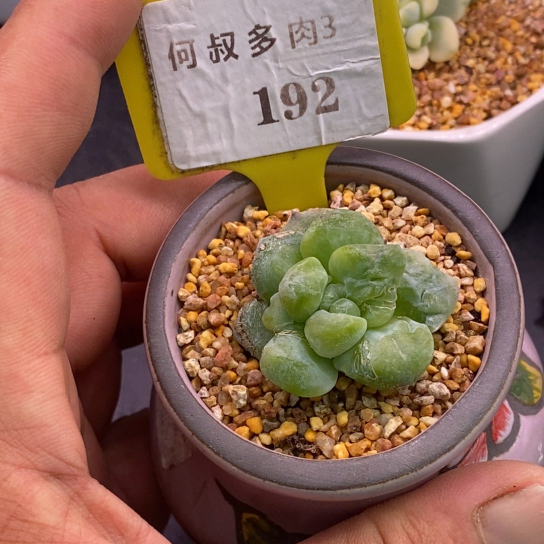 3192梦幻变异拉丝锦，多肉