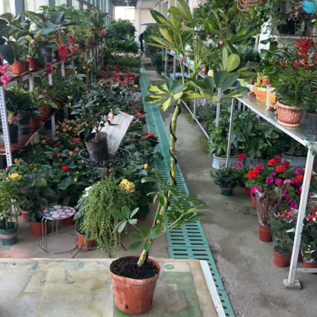 ［新疆包邮］网红鸭脚木盆栽绿植室内客厅观叶植物好养护净化空气