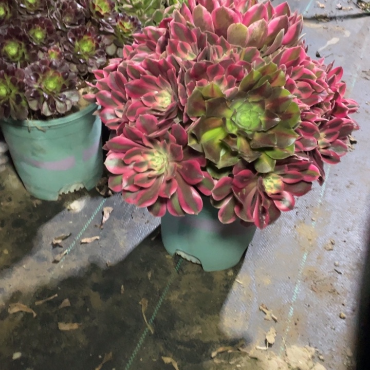 35女妖多肉植物多肉多肉