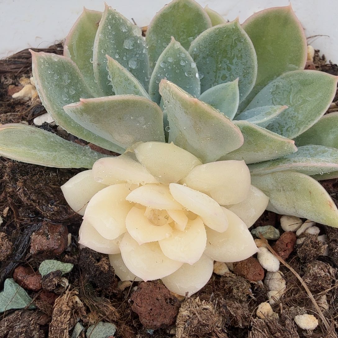 月亮仙子锦，多肉植物