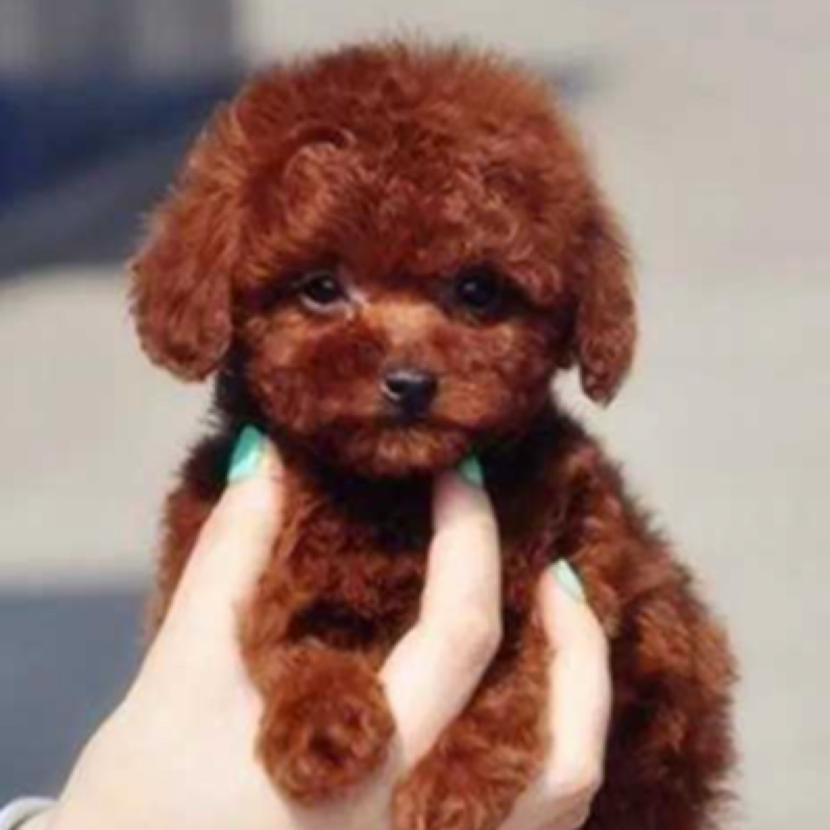 智信家泰迪小型犬