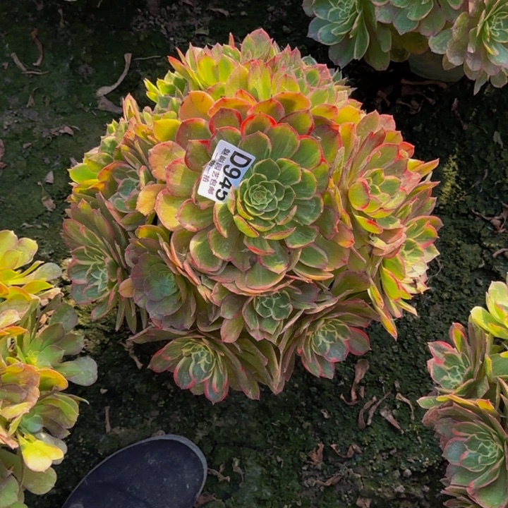 莲花座花30-7包邮花花