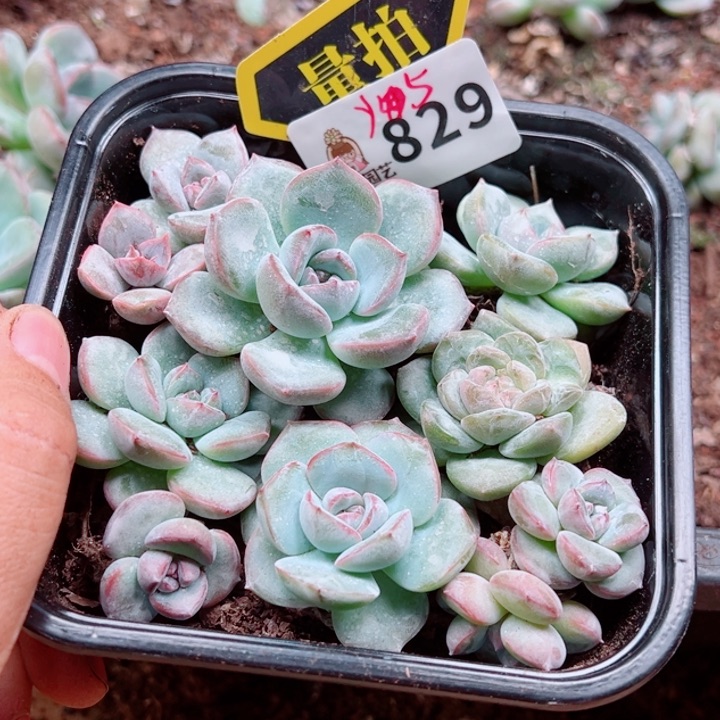 多肉植物多肉植物