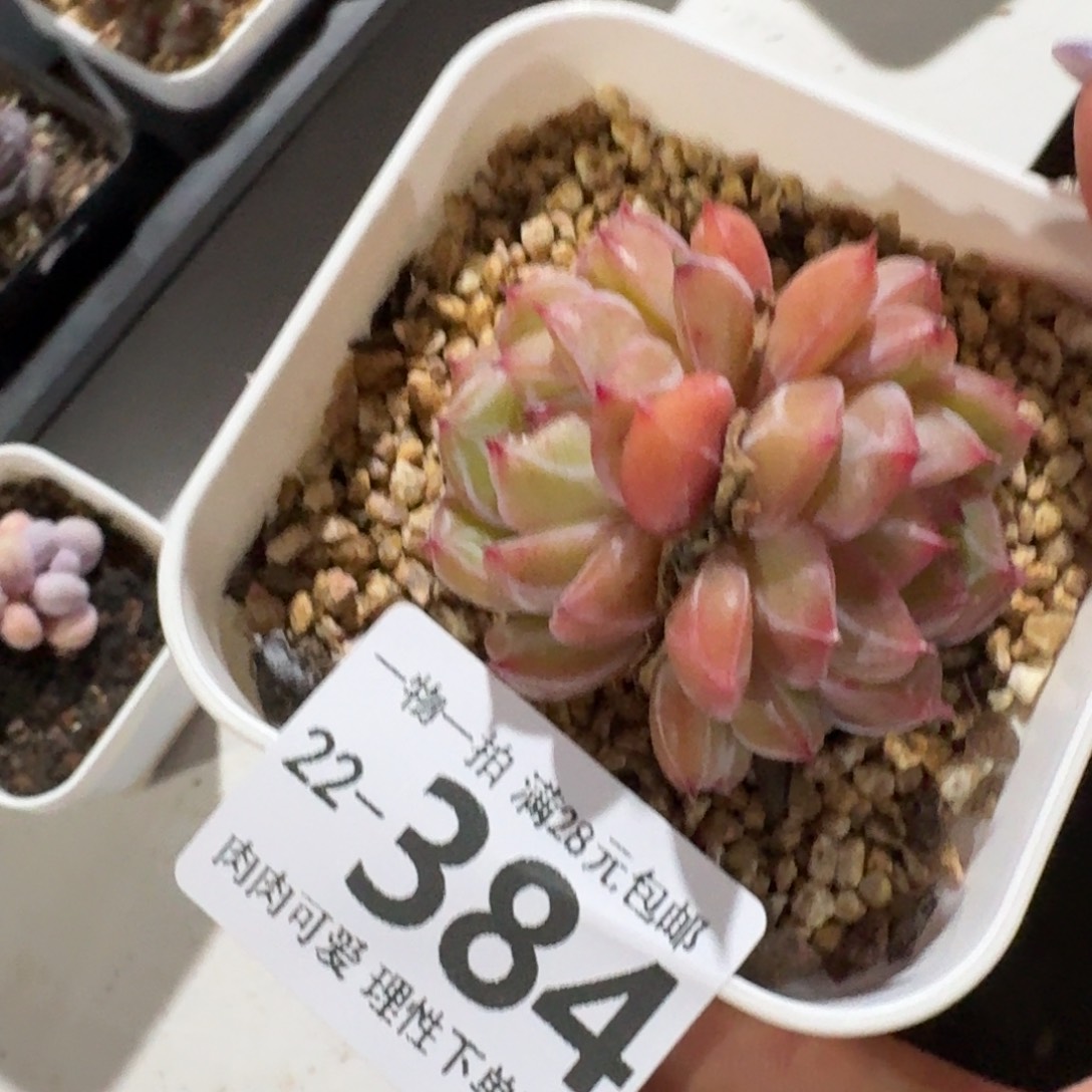 雪花珍妮无盆土发货无