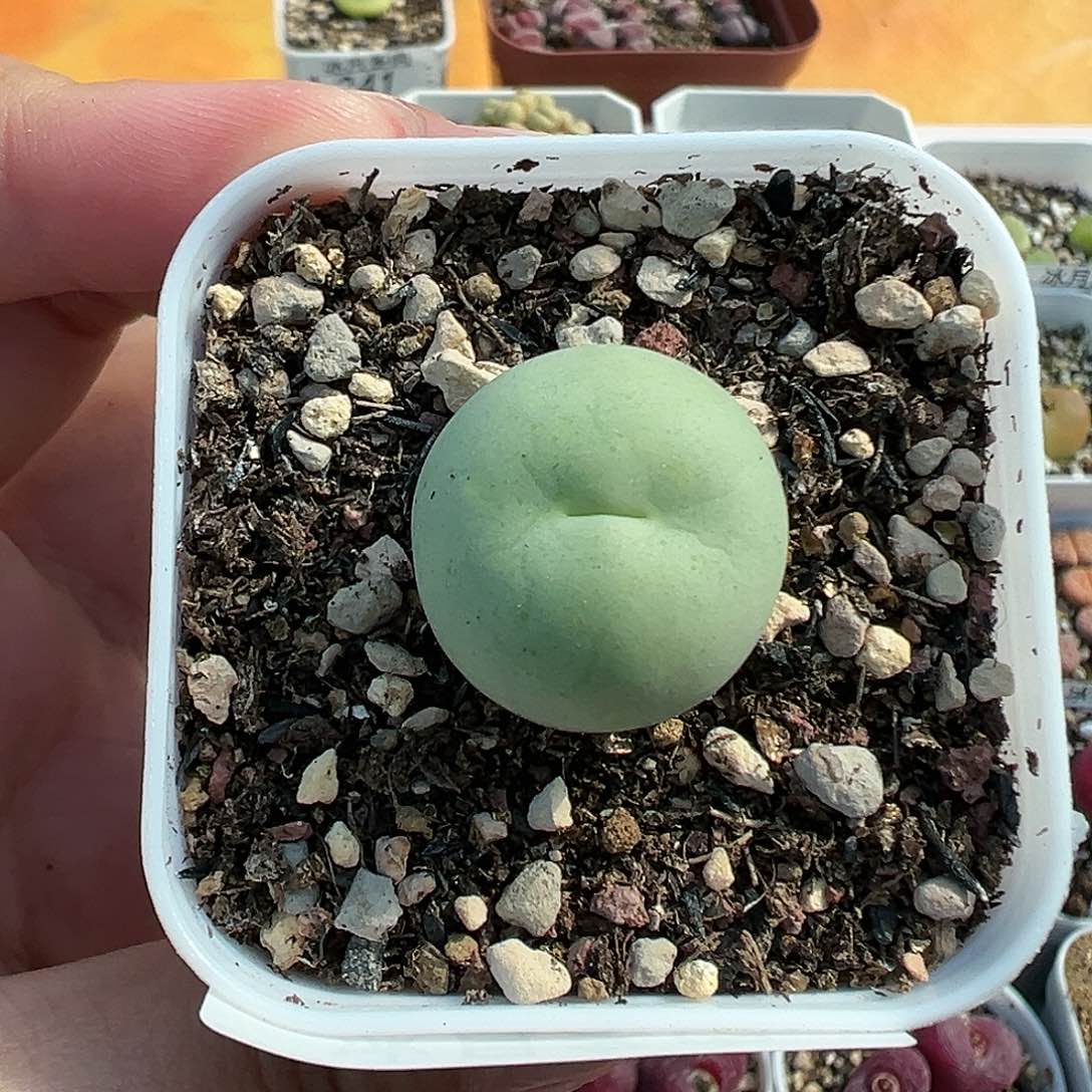 245鸽子蛋带盆土发货