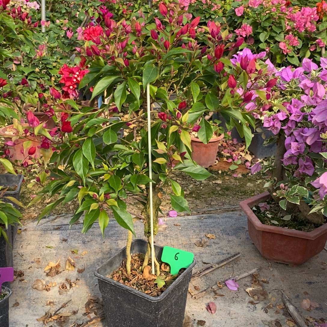 无花朵三角梅紫红桑巴6号