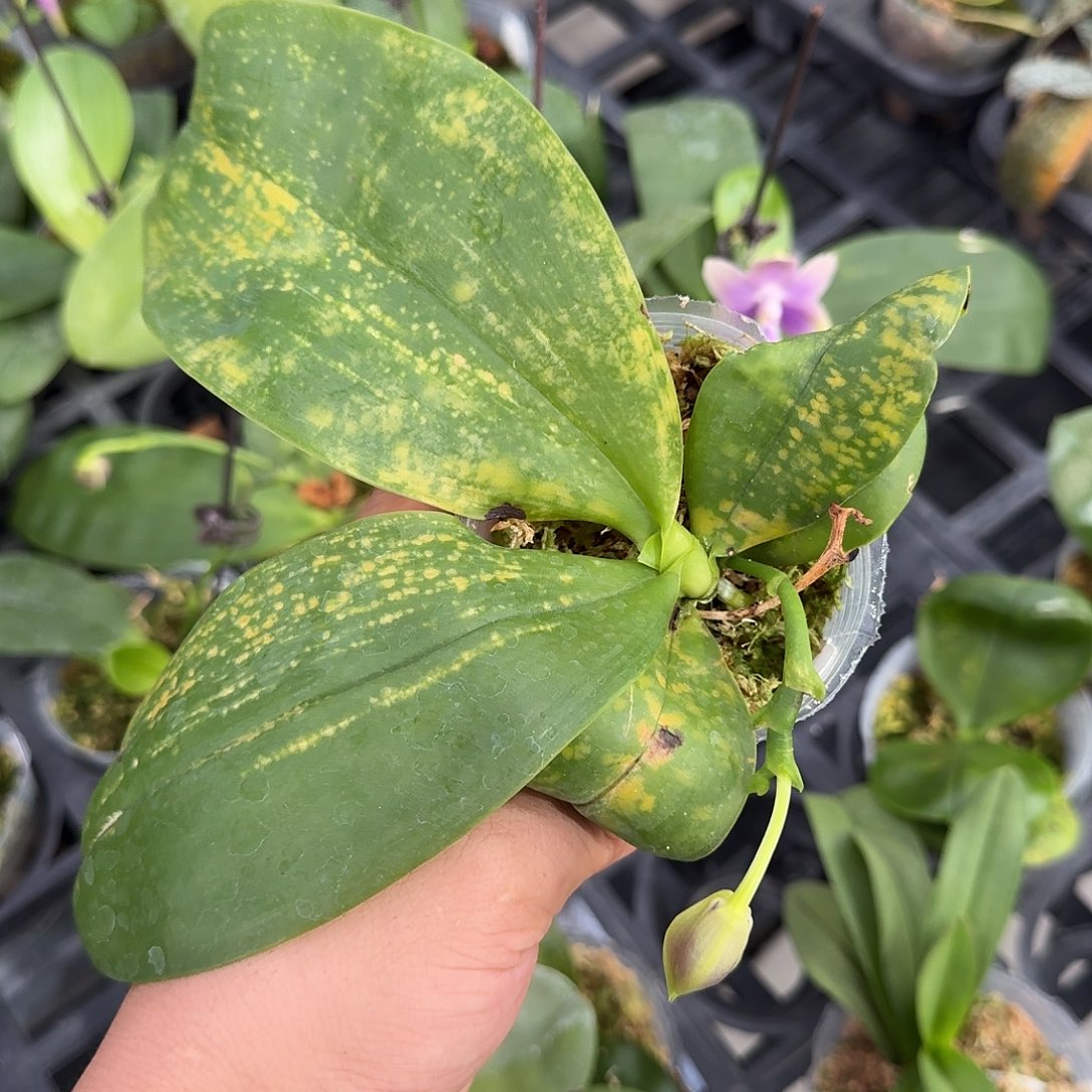 小***树当前无花栽培后可以开花叶瑕少根不售后