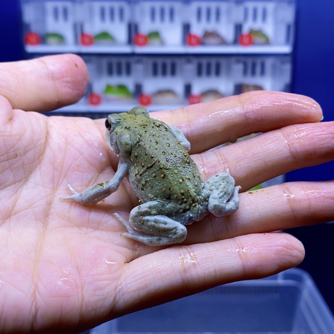 角蛙沙蟾蜍一只。          