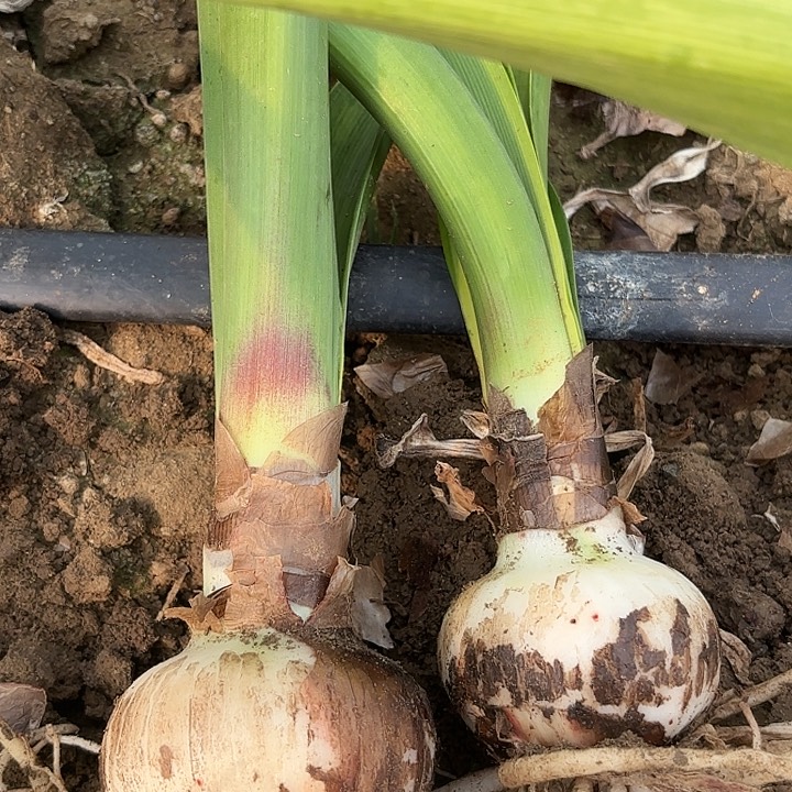 撒*樱桃三颗组有标6-7包对版