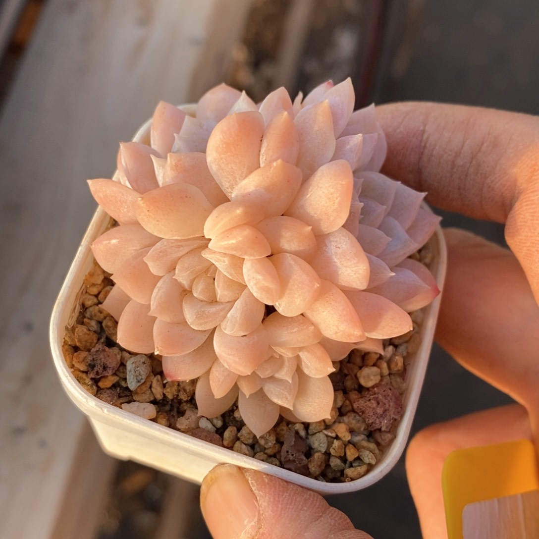 精品多肉一物一拍，不包整97