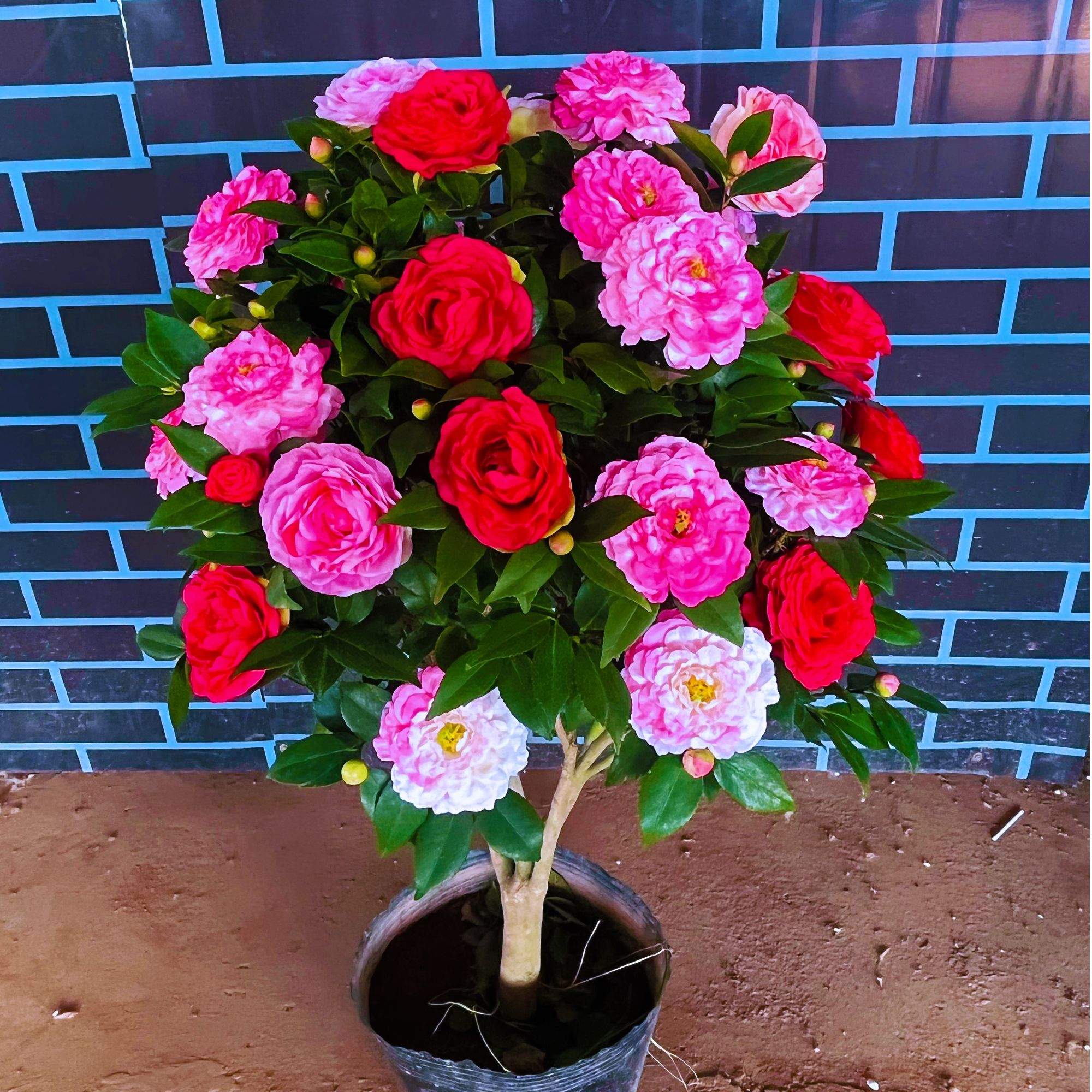 耐寒带花苞【五色赤丹】年宵花盆栽地栽室内外阳台庭院客厅好养花卉