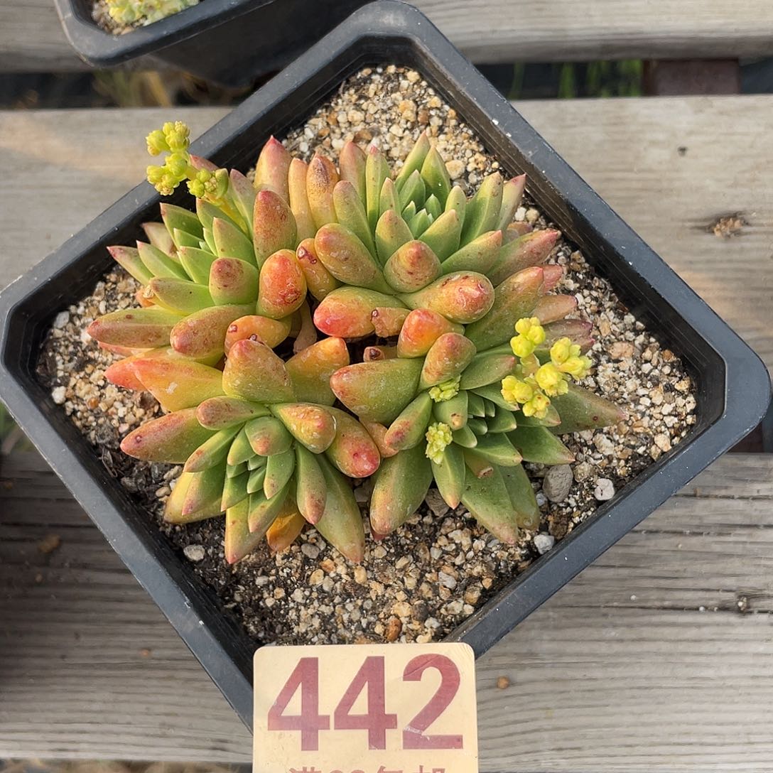 绿菊仙女杯仙女杯呀