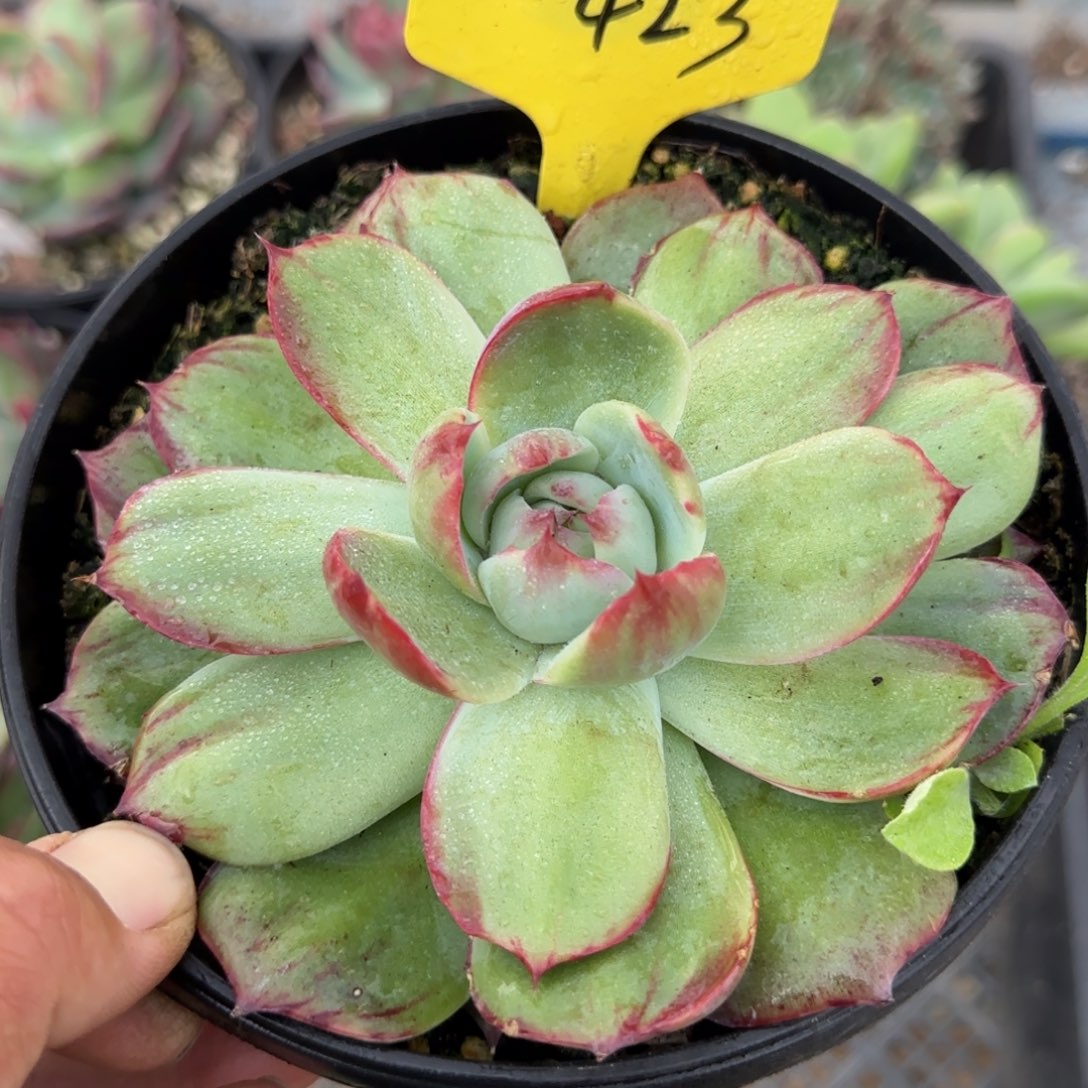 惊鸿一物一拍包装收缩花旱獭423