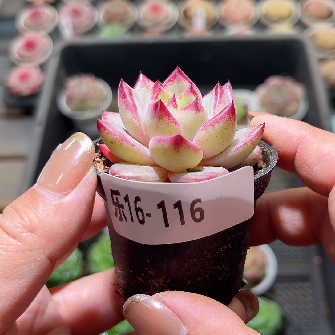 乐16-116 醉霞单头