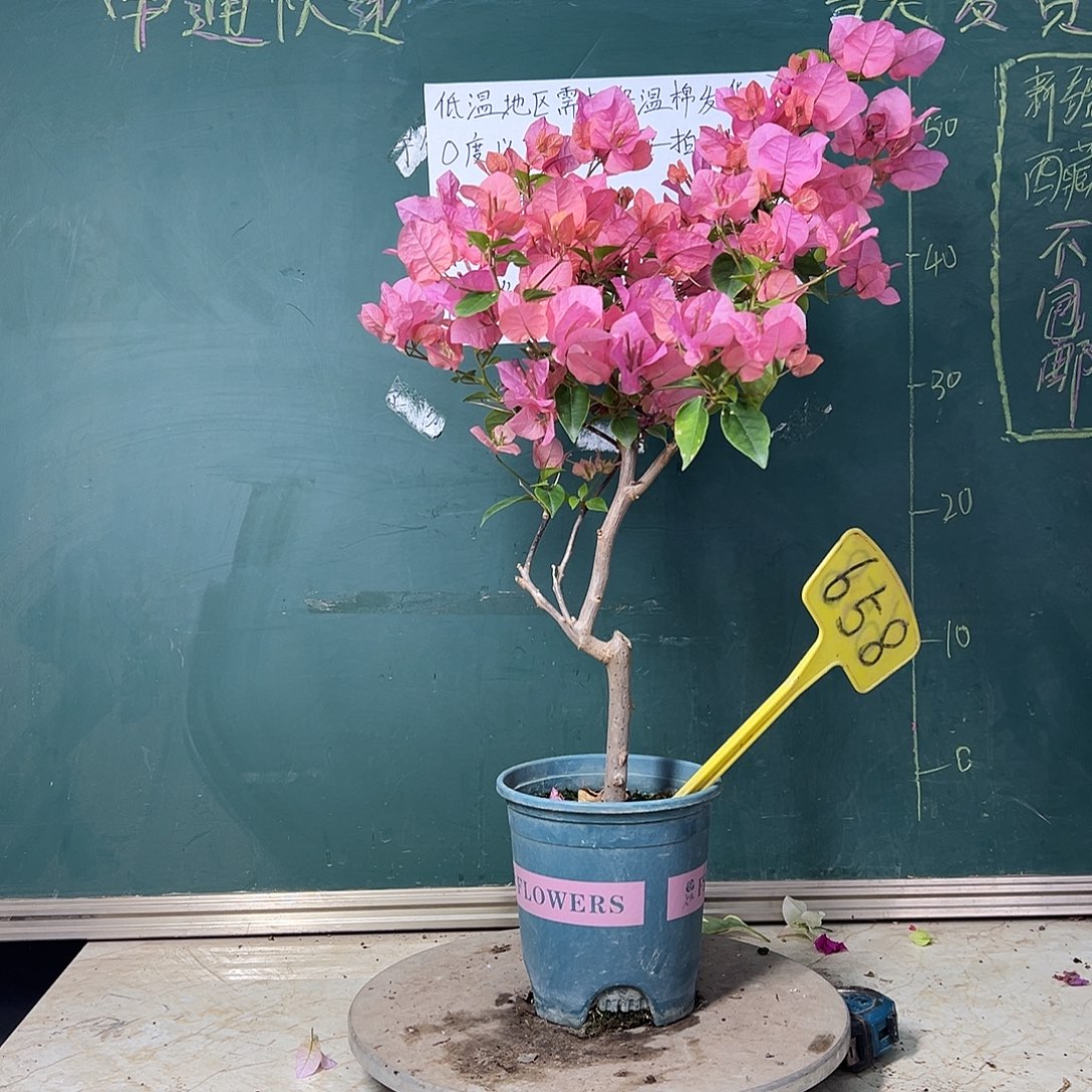 完全开放  橙粉公主  侧飘  658