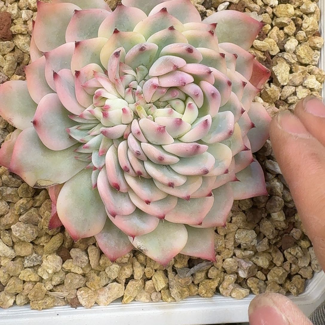 艳****1吉娃娃锦 00000000000