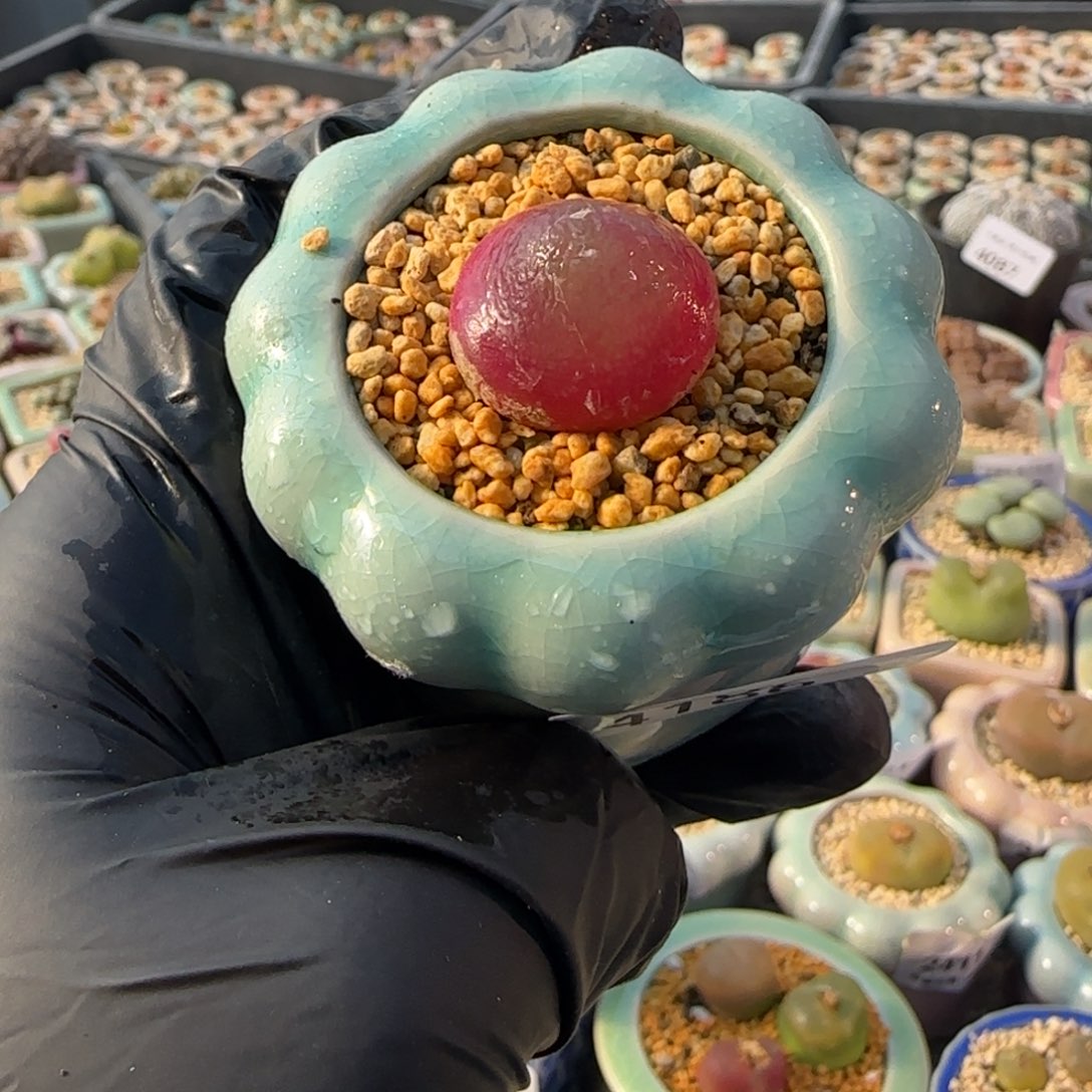 4186--一物一拍 带盆