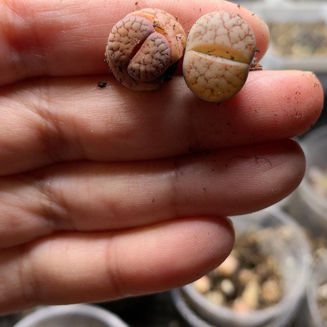 P248多肉植物保护