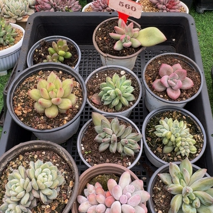 560多肉植物一物一拍